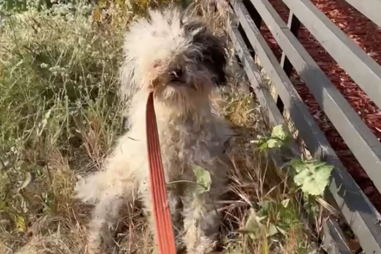 a stray dog sits in the grass