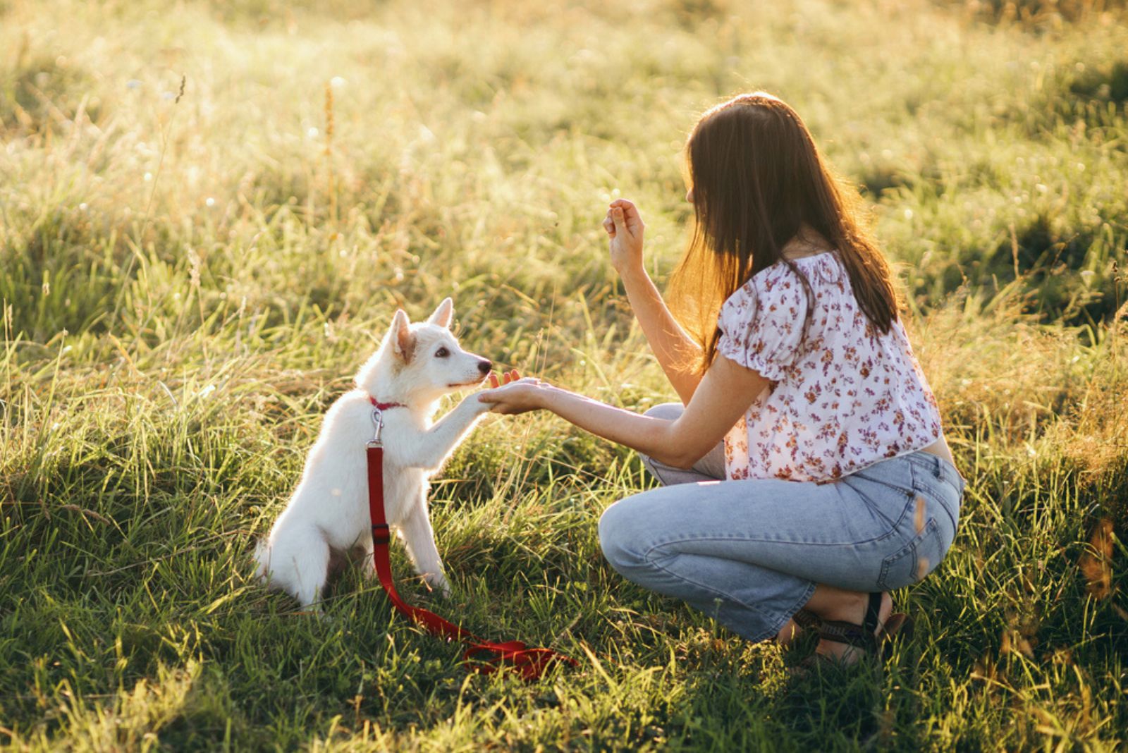 a woman gives a treat to a dog