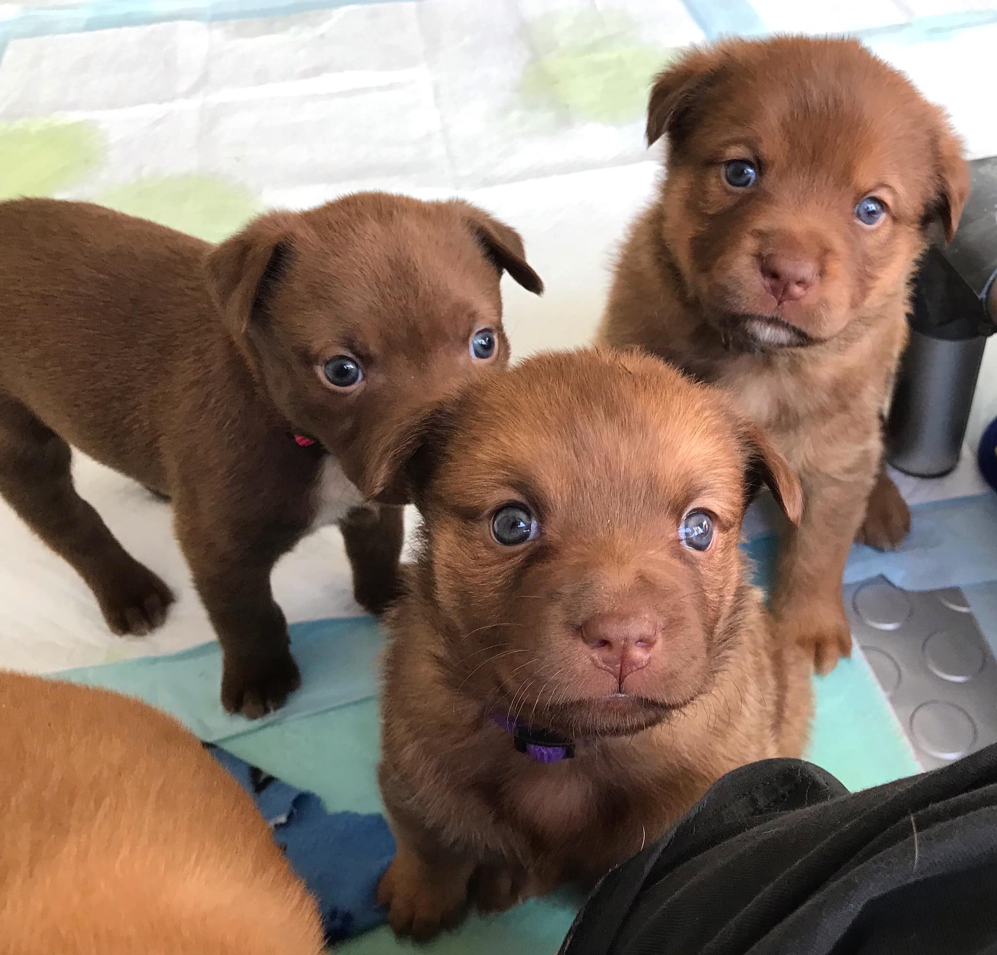 three adorable brown puppies