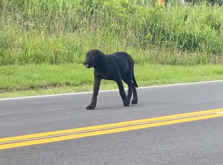 an abandoned puppy walks down the street