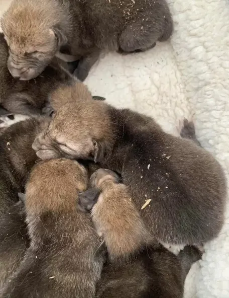 baby coyotes sleeping