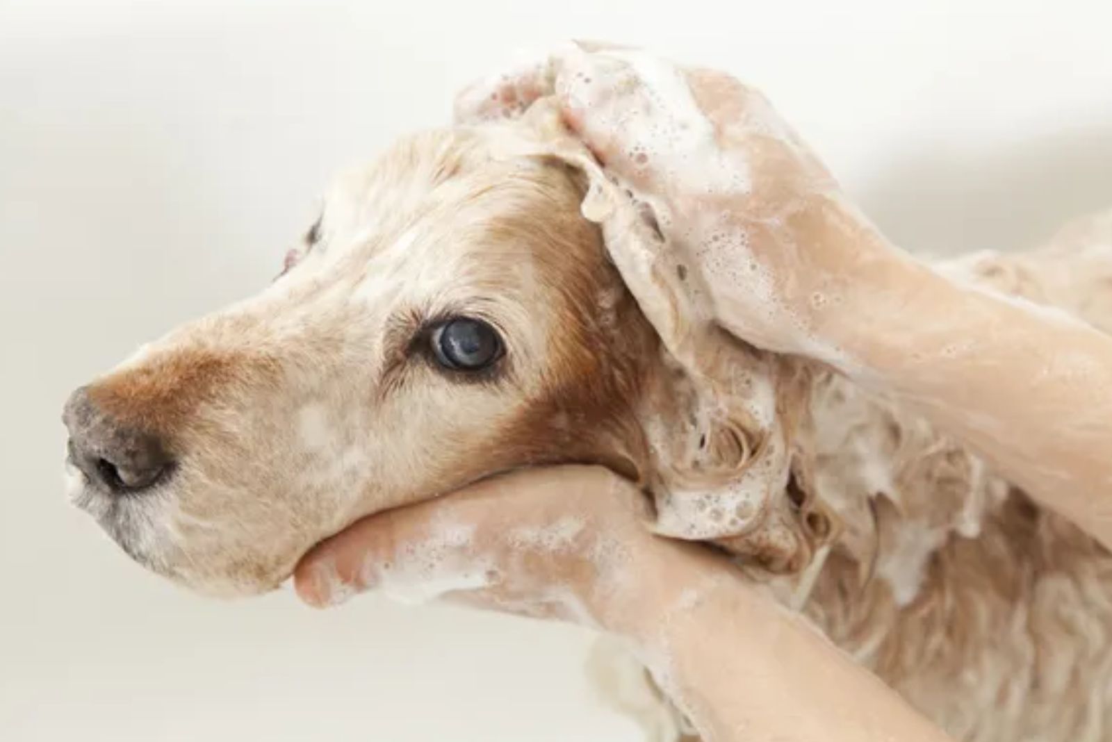 bathing the dog with soap