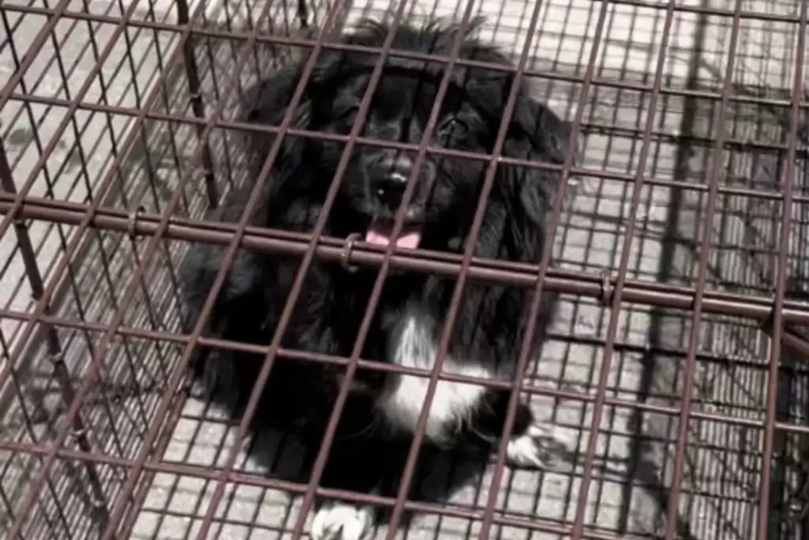 perro negro en la jaula