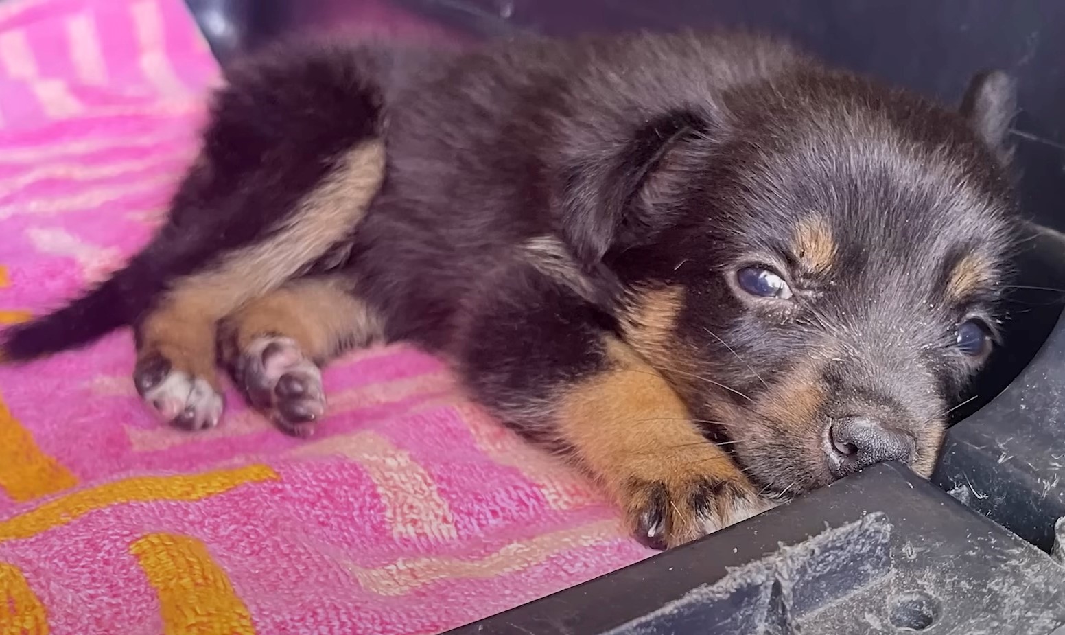 black puppie laying