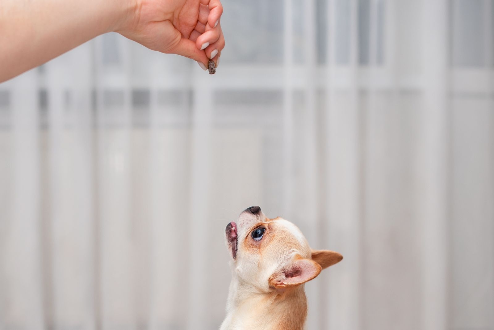 chihuahua is waiting for his treat