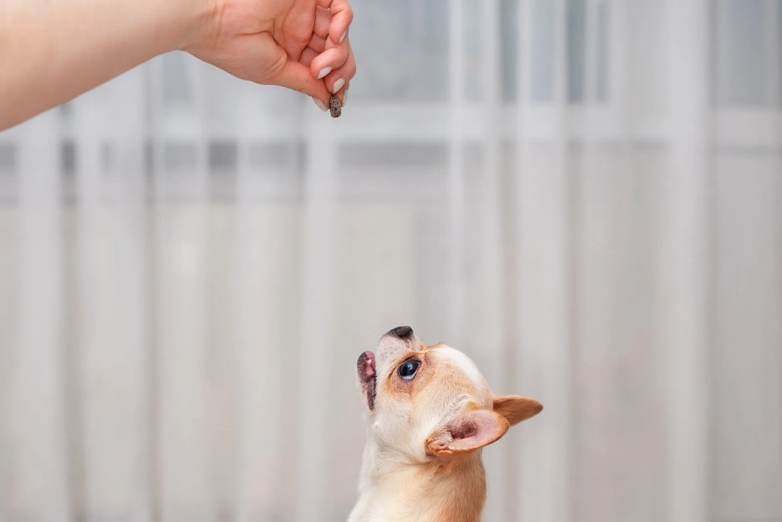 chihuahua is waiting for his treat