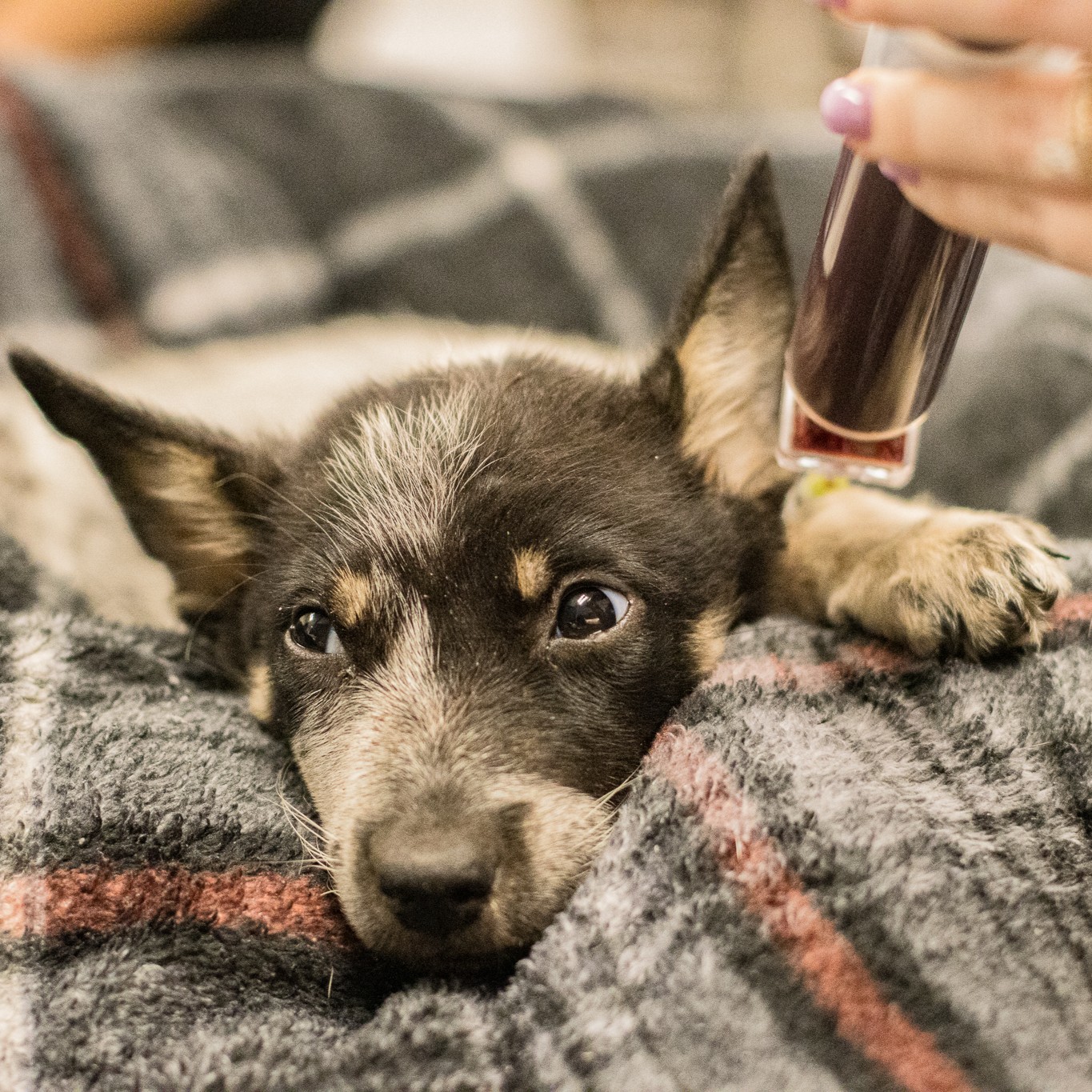 close-up photo of the dog lying down and being treated