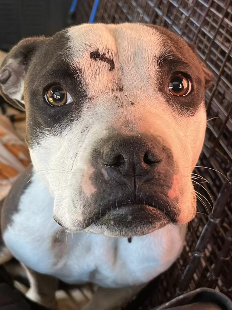 close up view of the dog