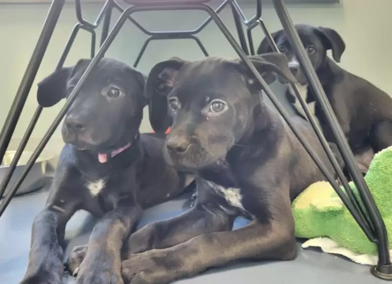 cute black puppies