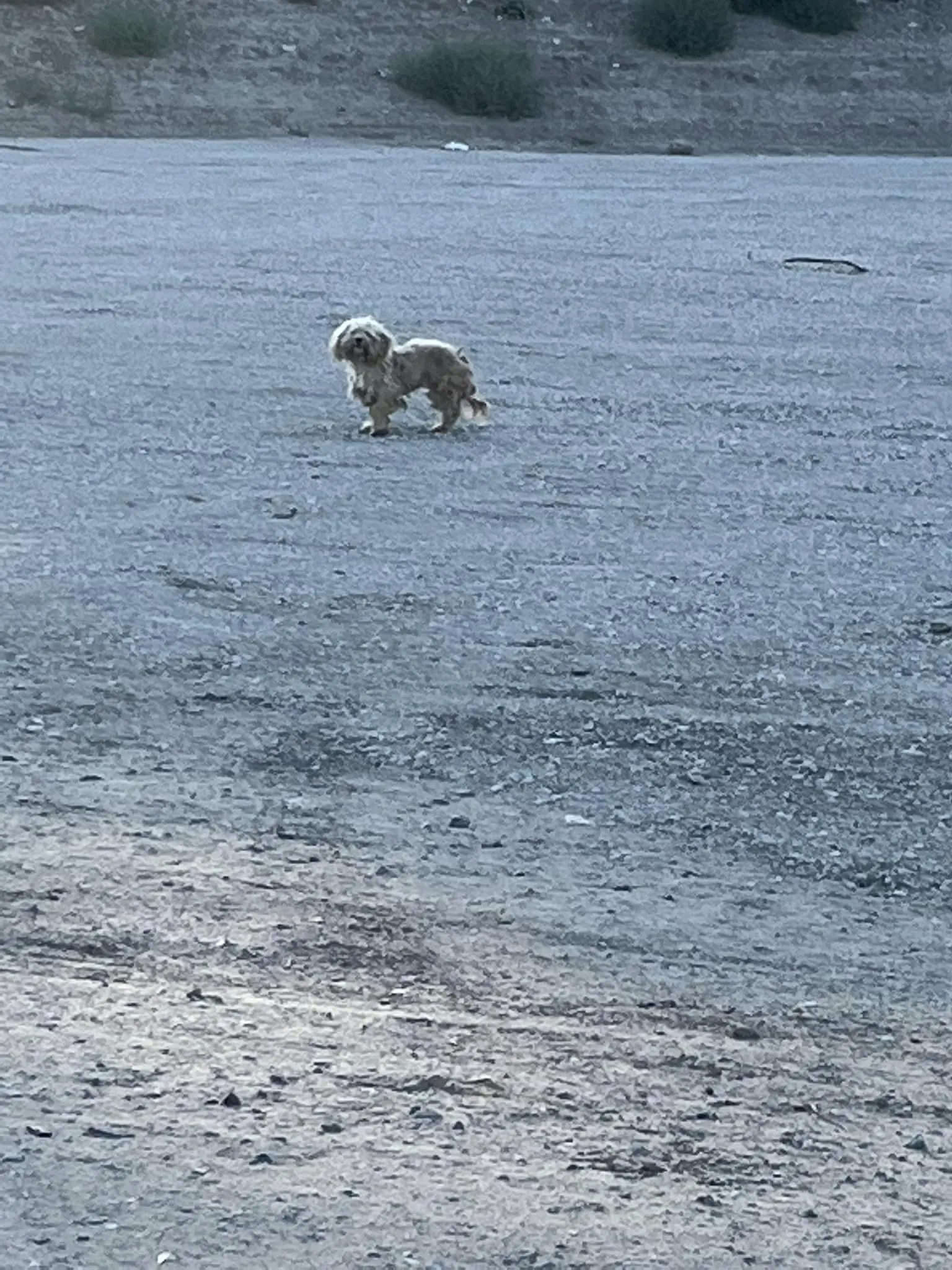 lindo perro parado en la orilla