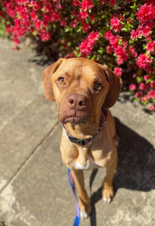 cute dog with a leash sitting on the sidewalk