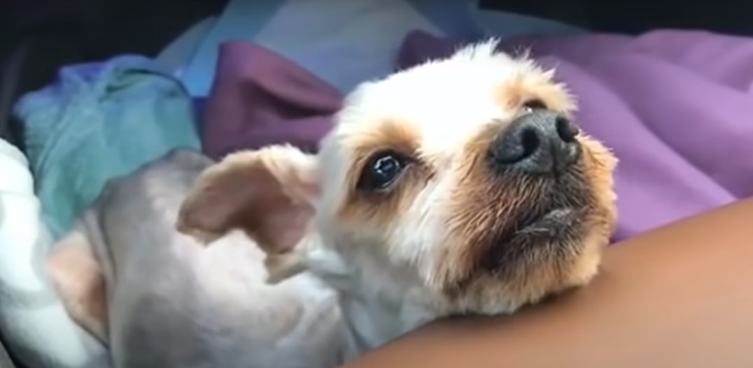 cute hurt puppy