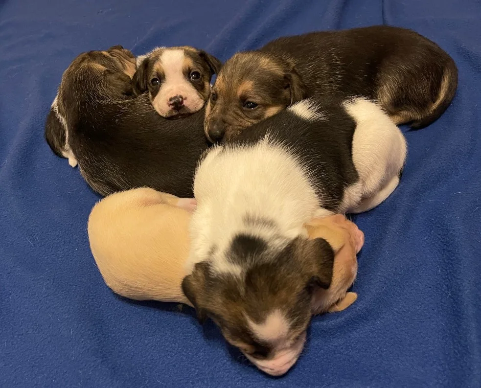 lindos cachorros apoyados en mamá perro