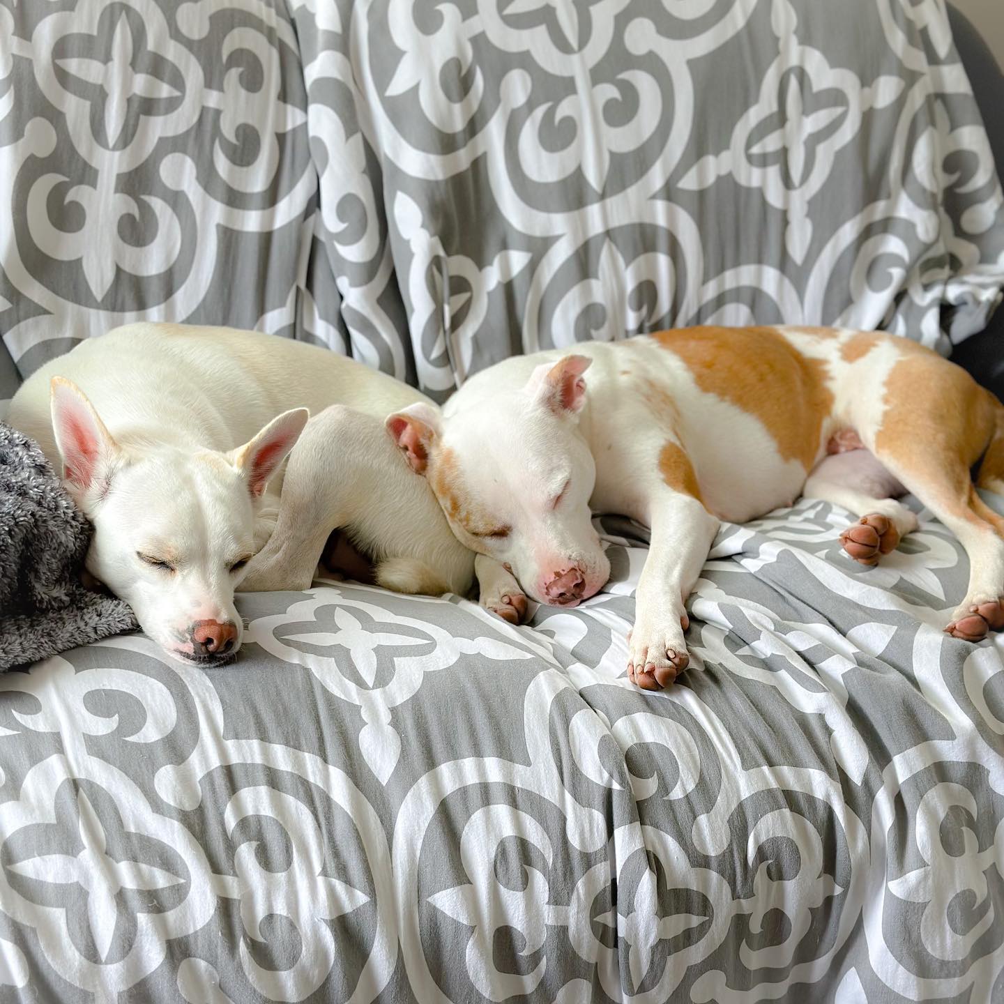 cute puppies sleeping on the couch