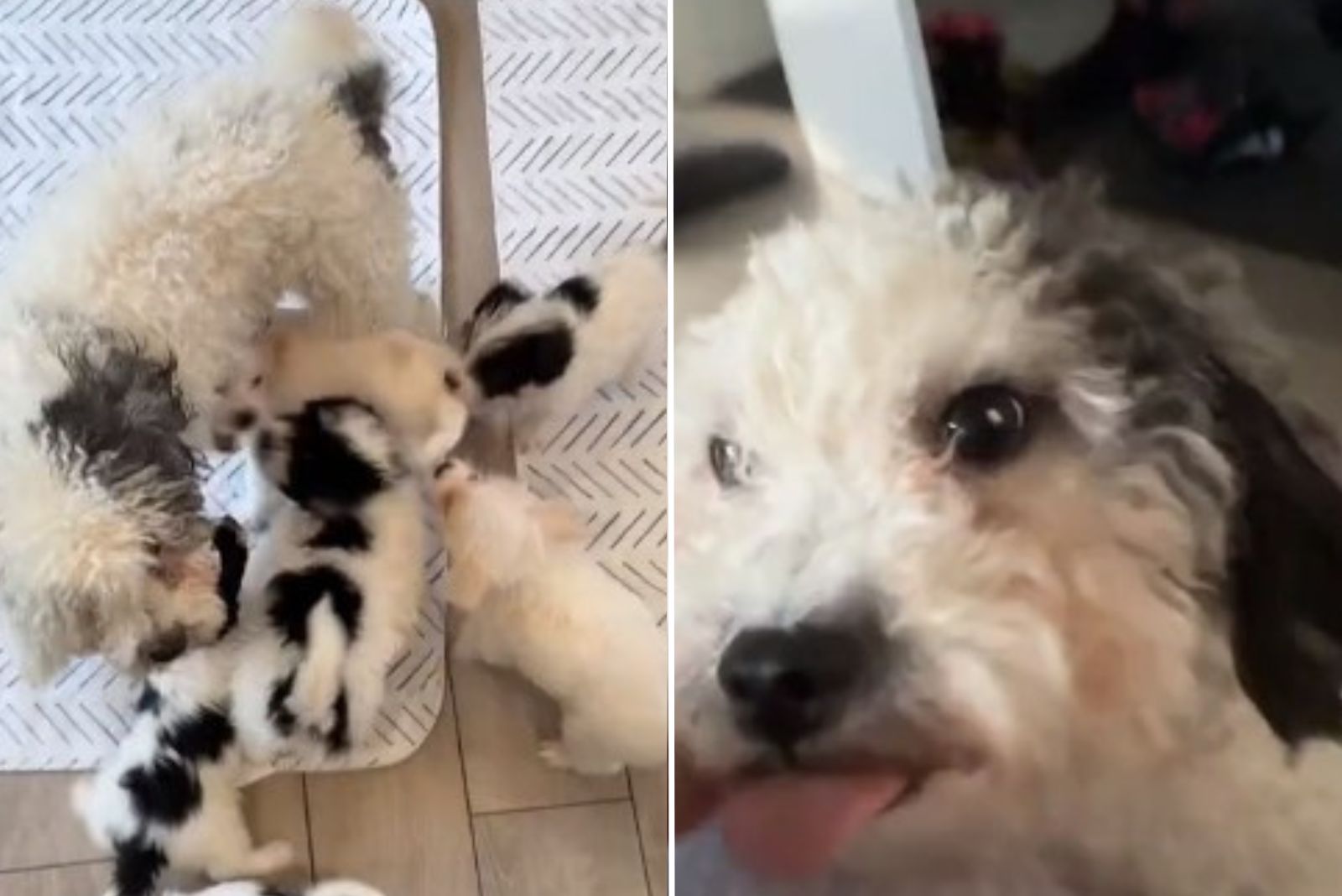 cute puppies wrap around mom dog