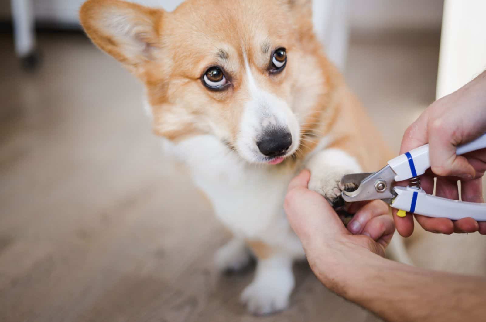 cutting dog nail with a nail clipper