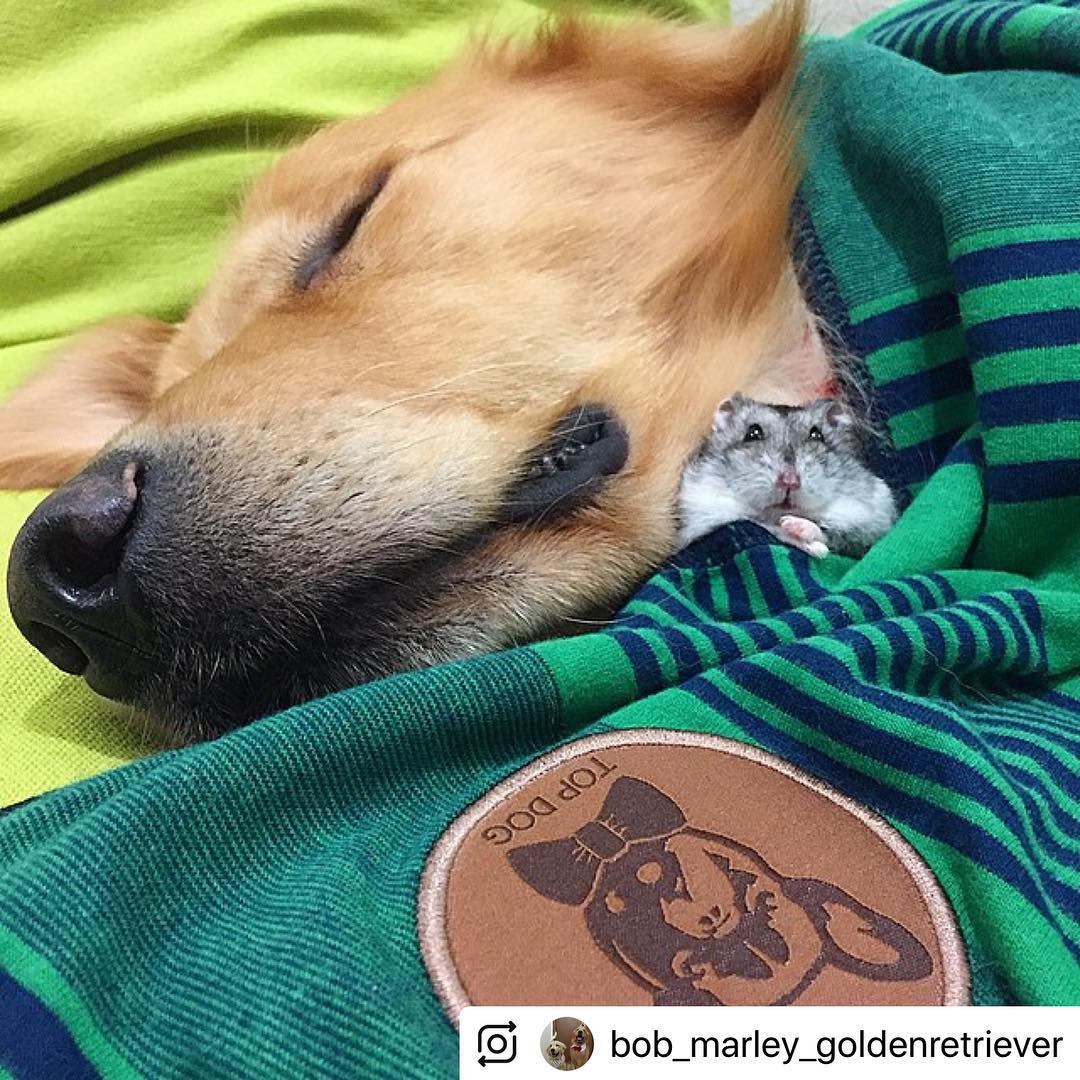 dog and a hamster sleeping