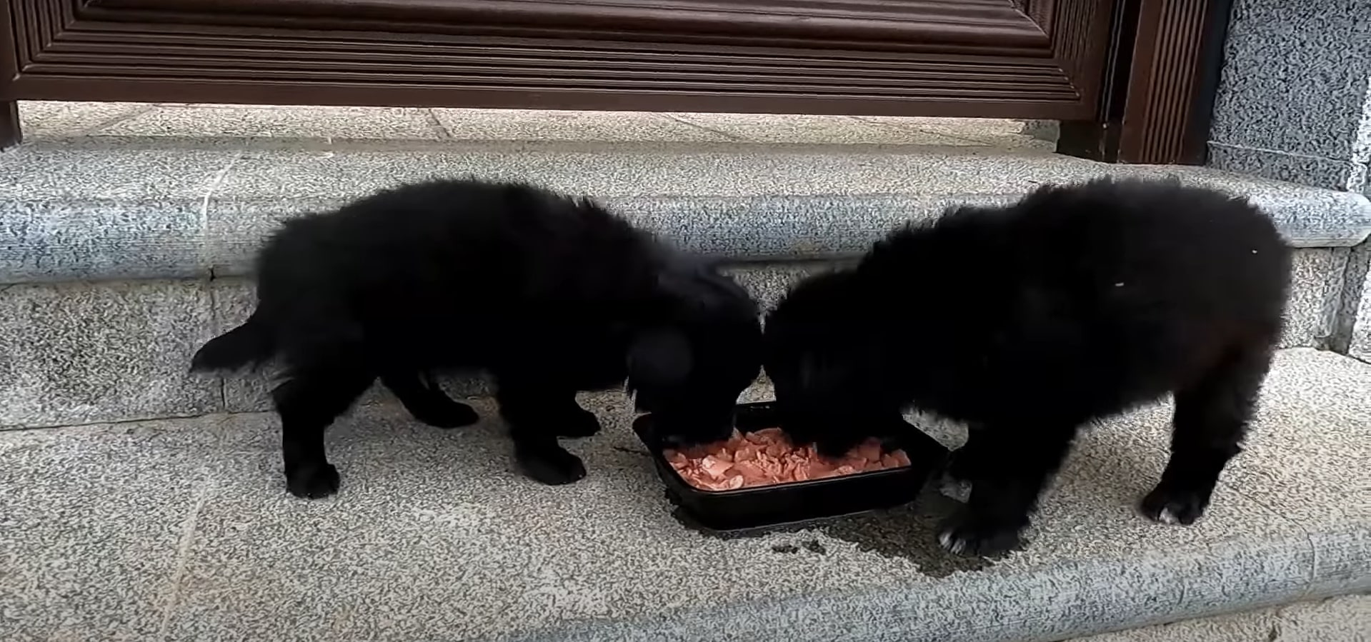 dog and bear eating