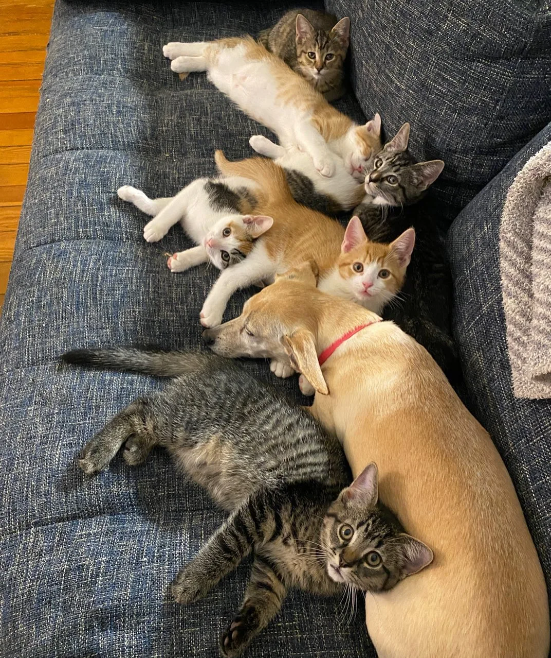 dog and cats playing on couch