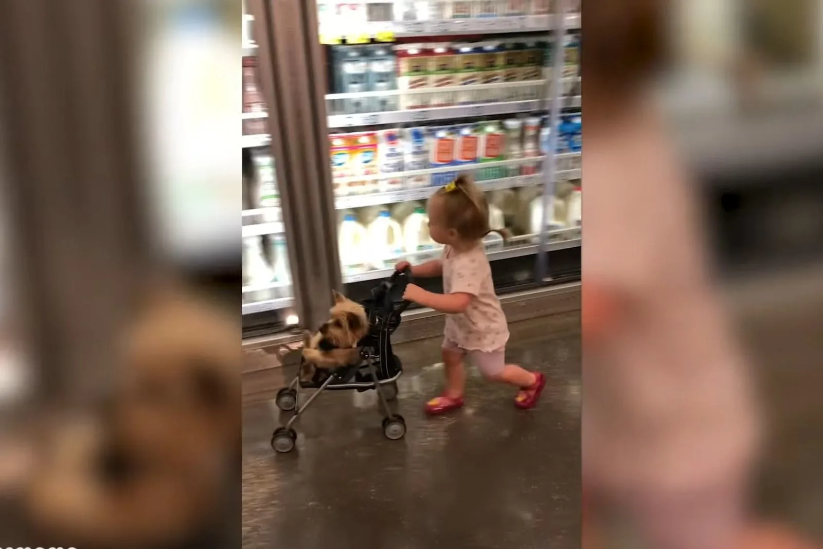 dog and child in supermarket