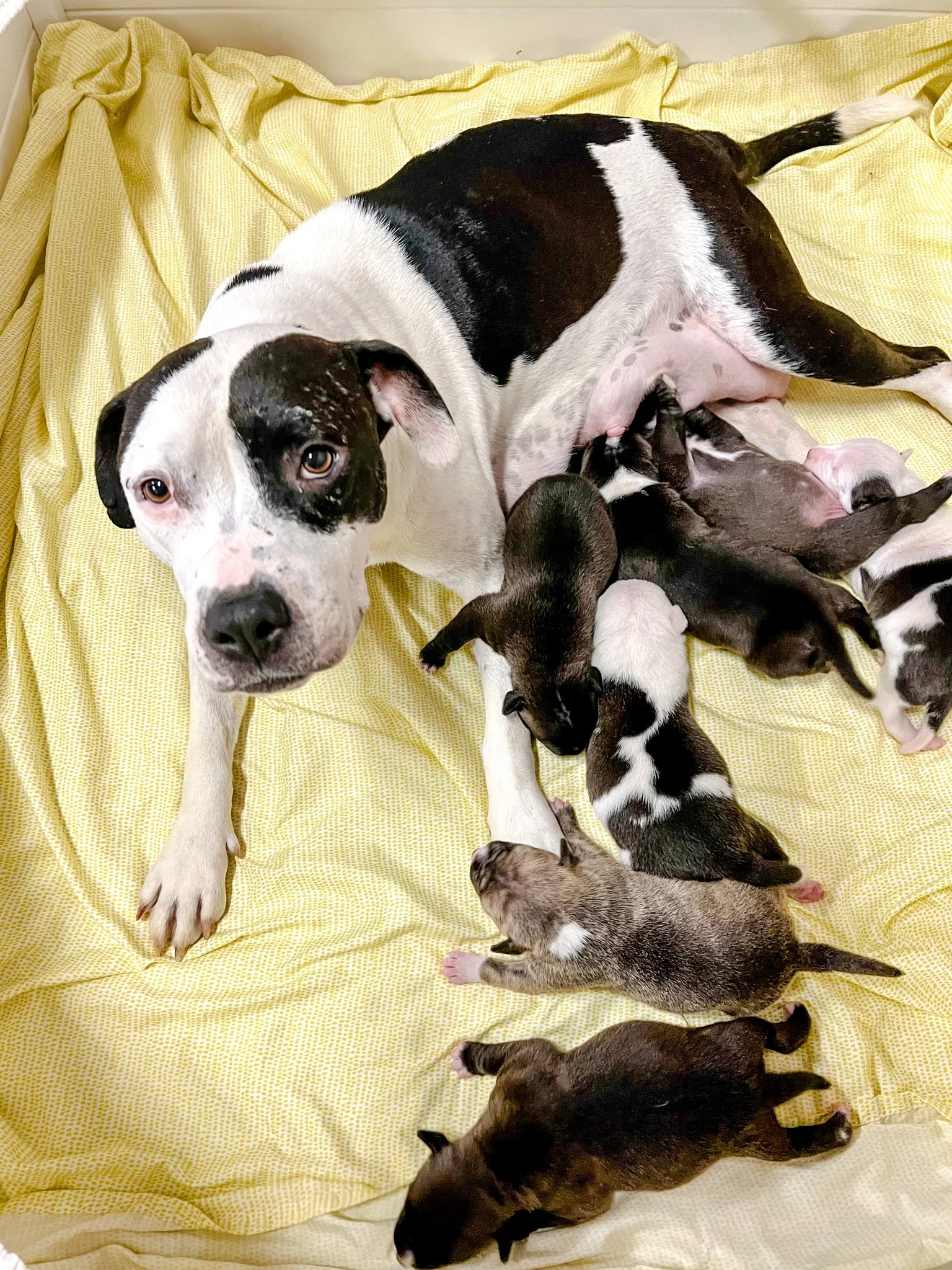 dog and her newborn puppies