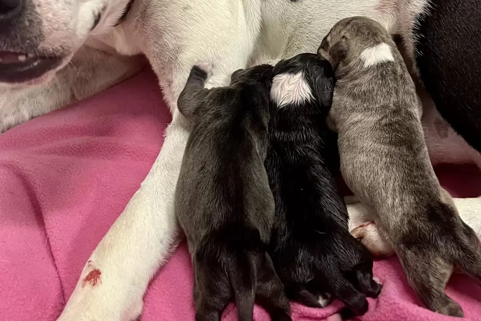 dog breastfeeding her puppies