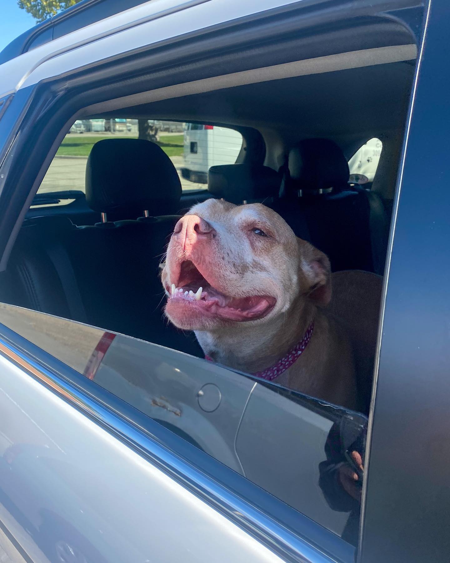 dog catching the air from the car