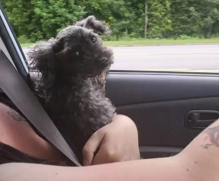 dog enjoying driving in the car