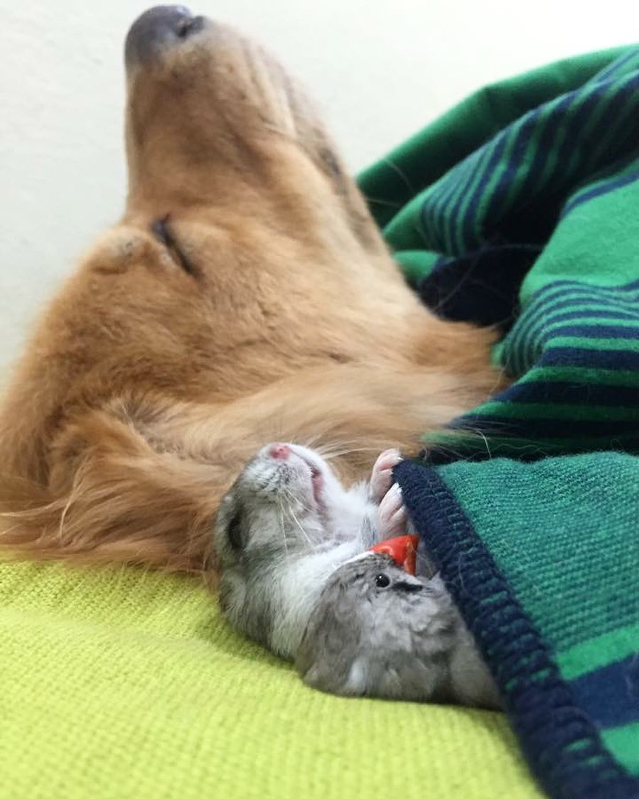 dog, hamster and a bird sleeping
