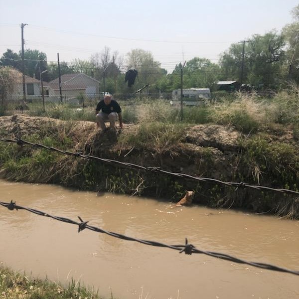 dog in a canal and a man trying to help