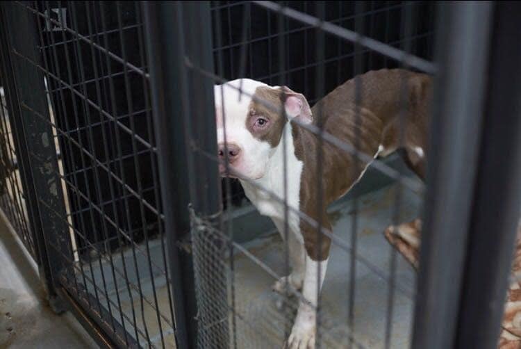 dog in a shelter