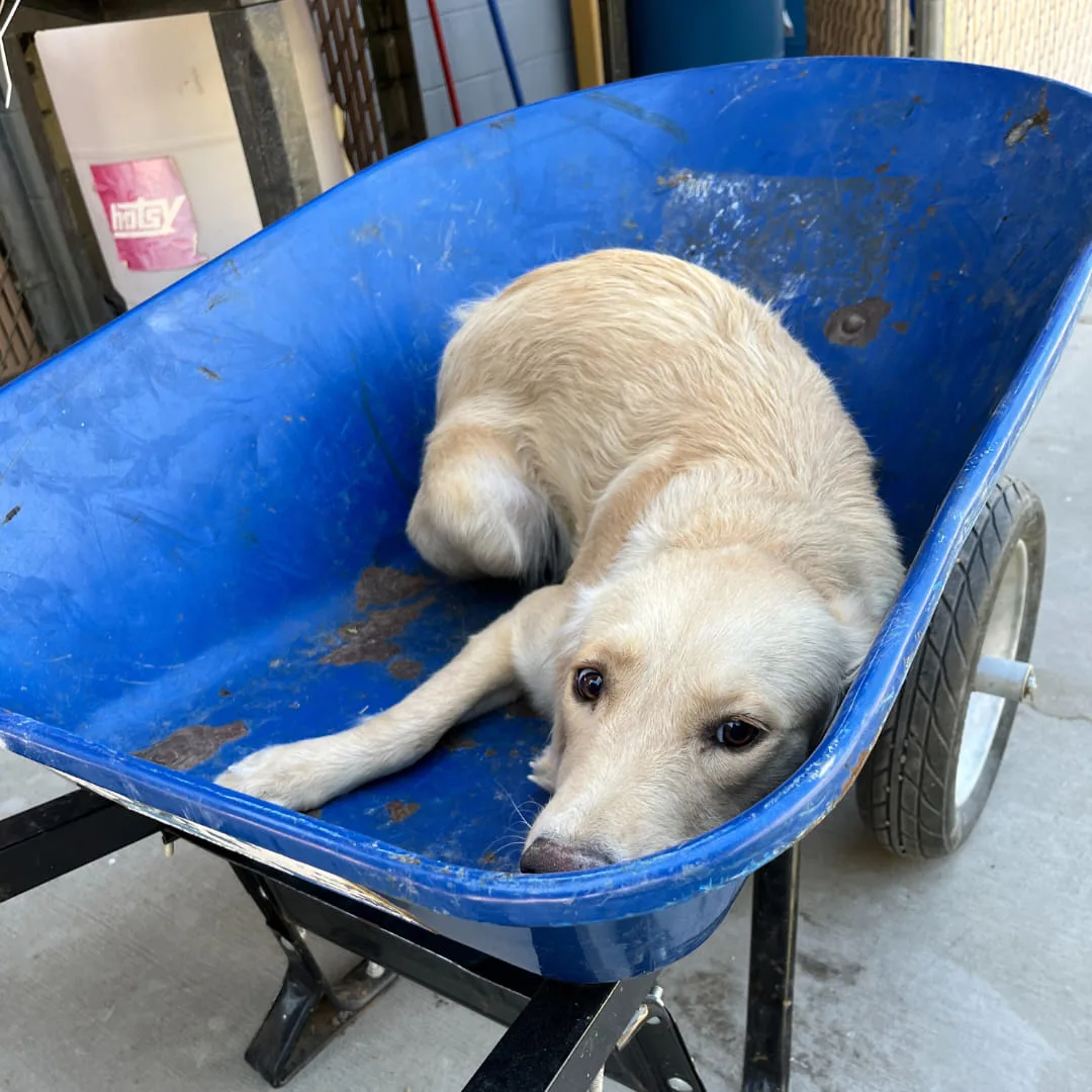 dog in a wheelbarrow