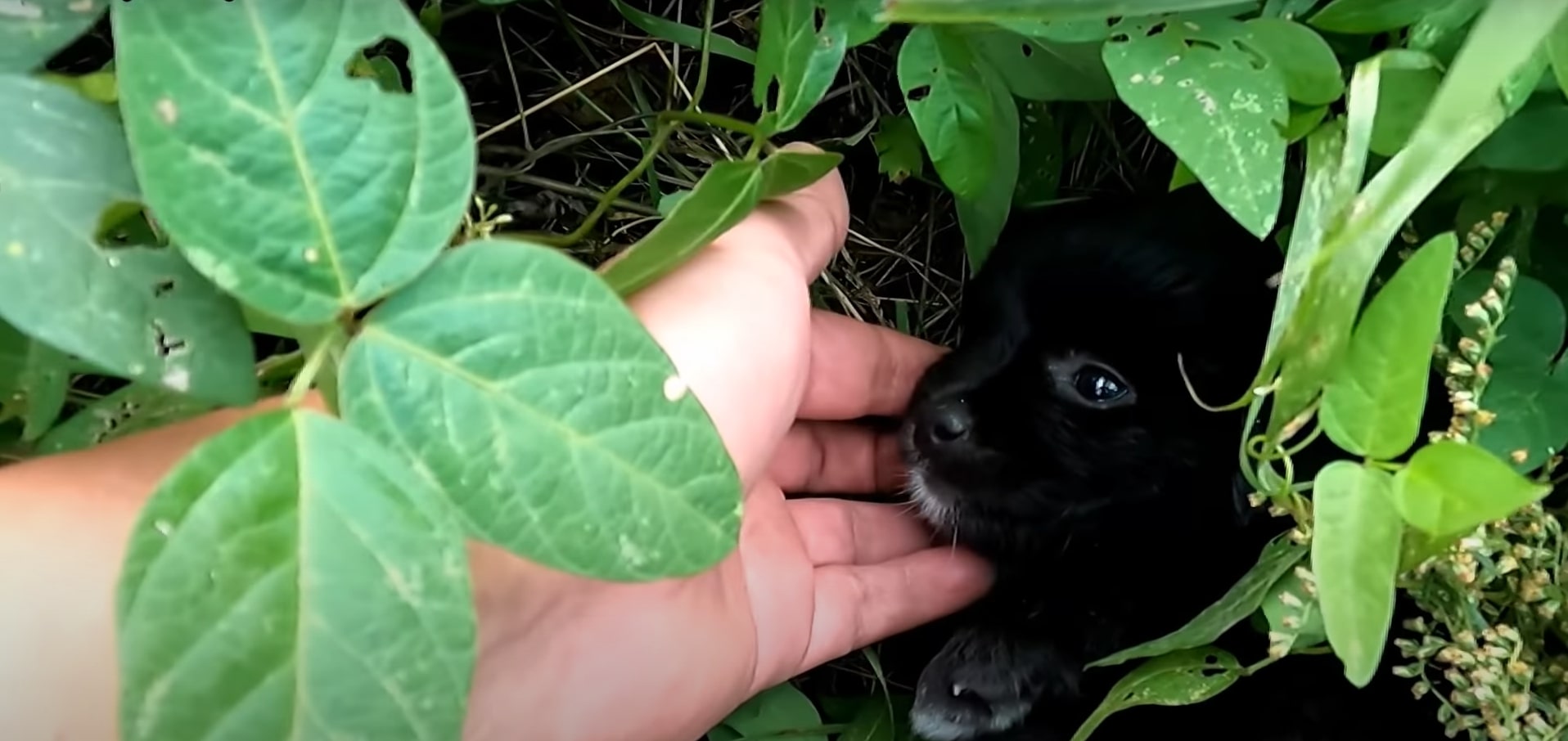 dog in bush