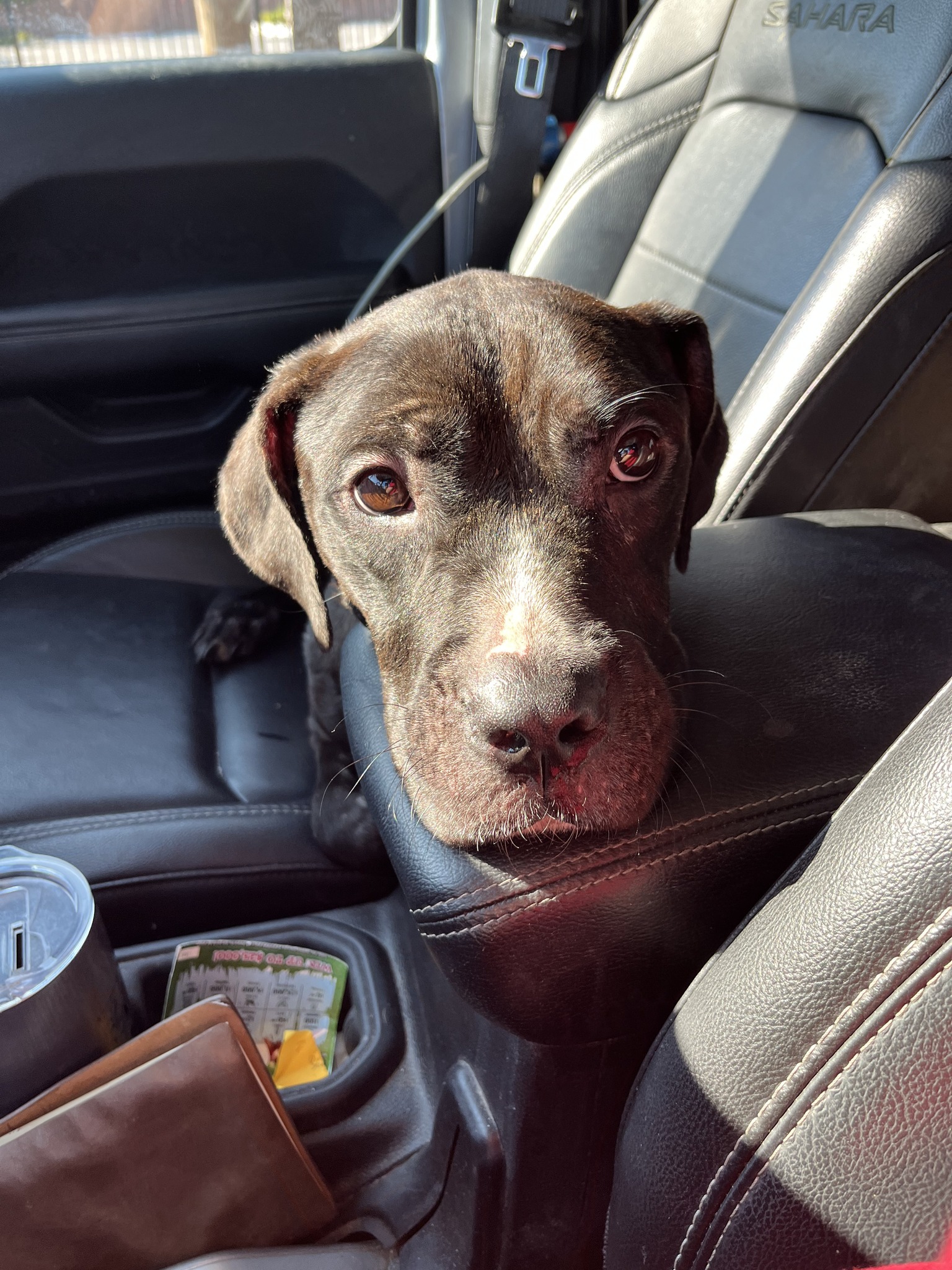 dog in the car