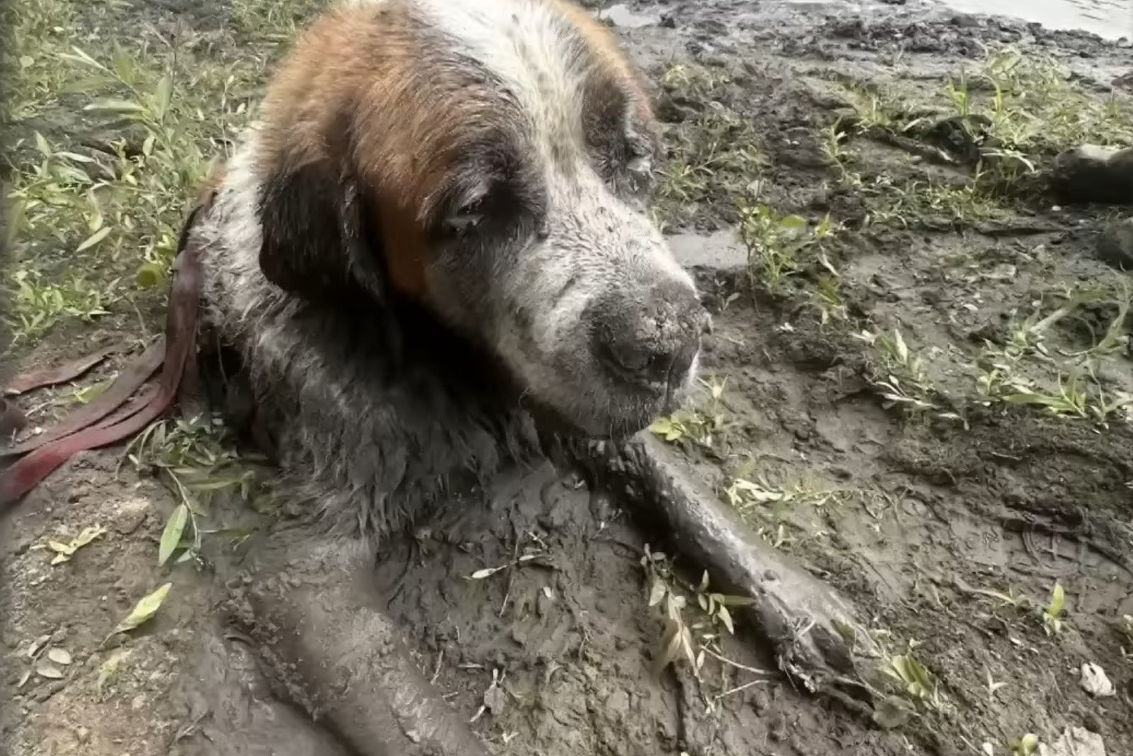 dog lying in mud