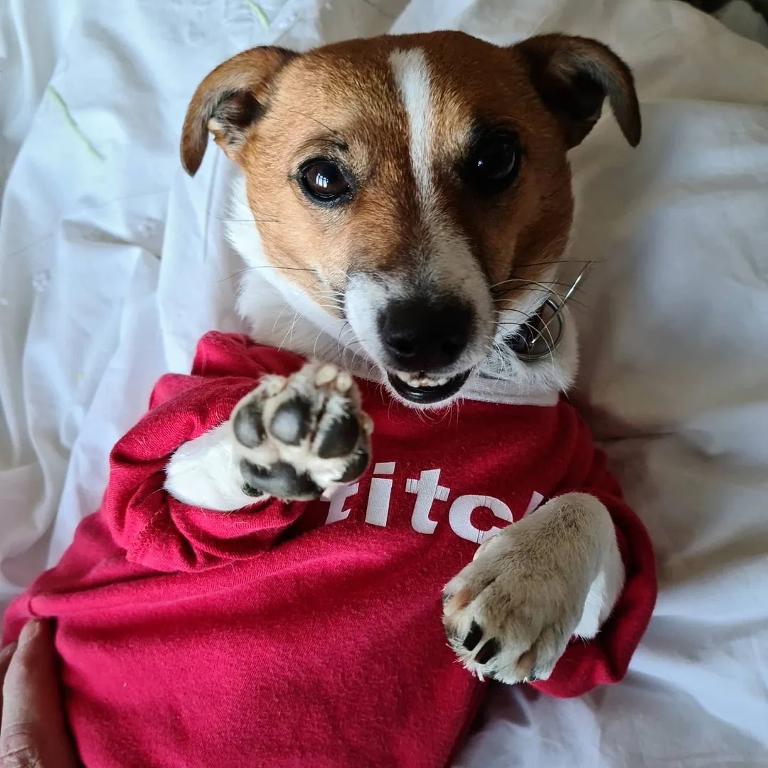 dog mitzi wearing a red shirt