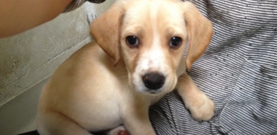 dog named samo