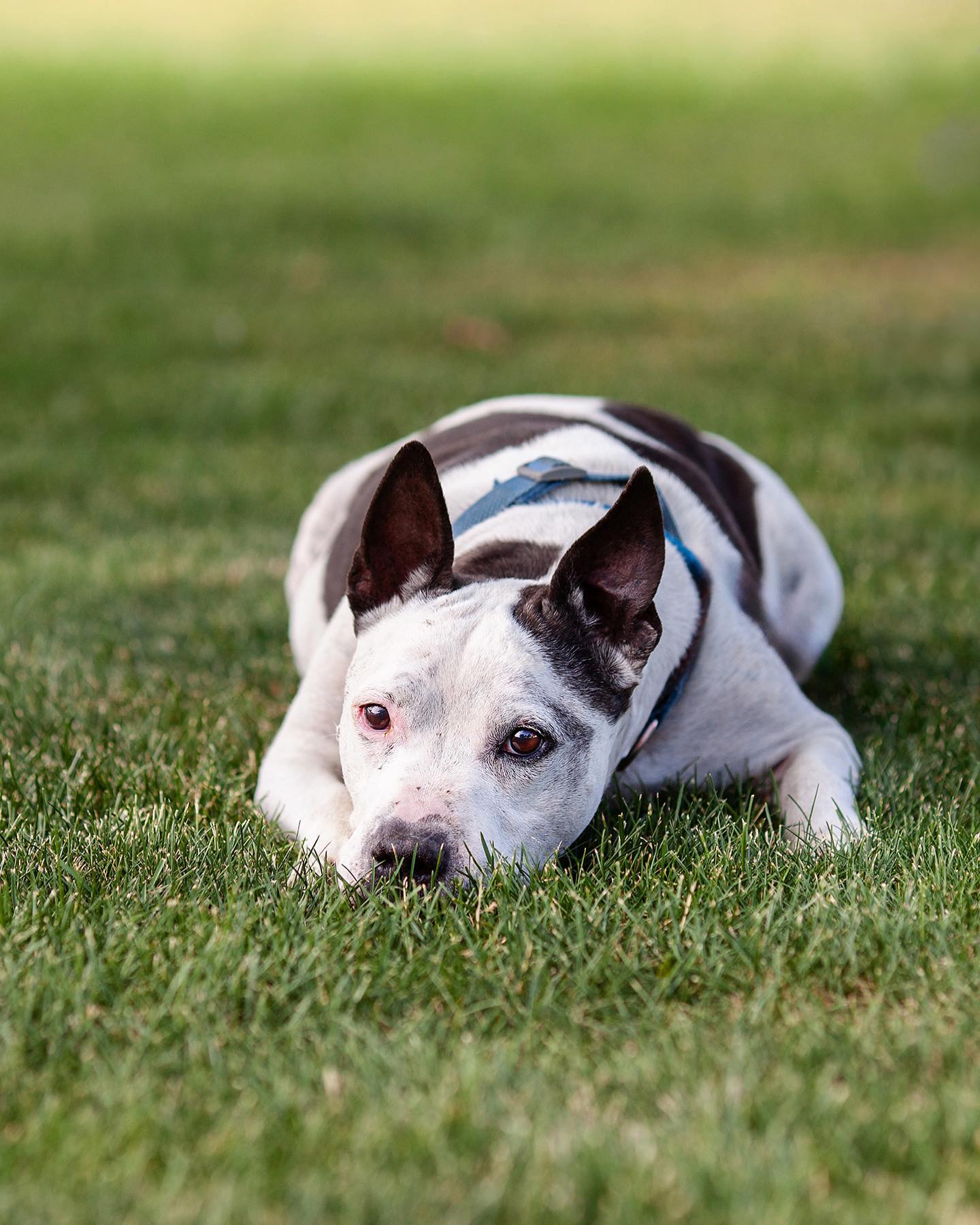 dog on the green grass