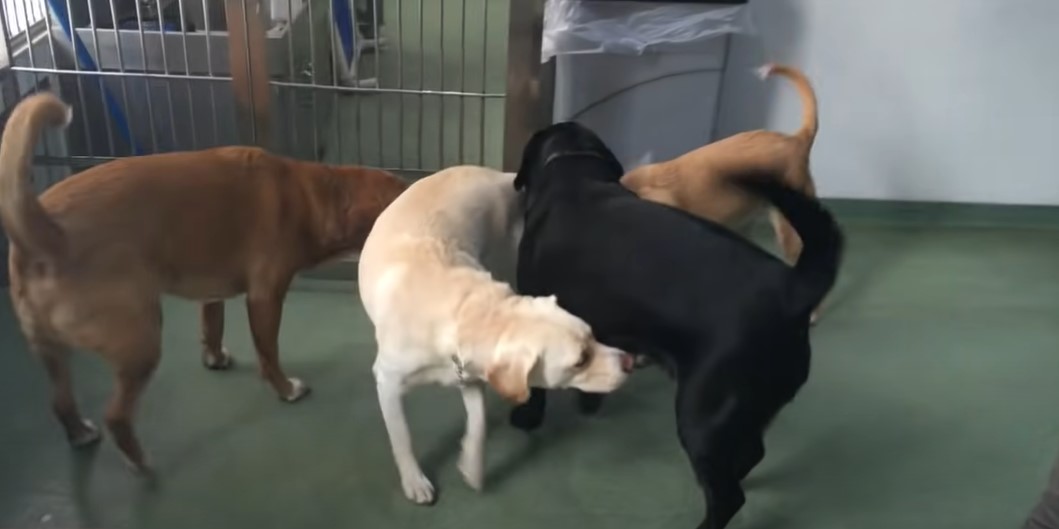 dog samo reunited with her dog siblings