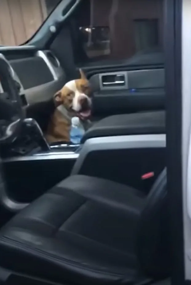 dog sitting at the front seat