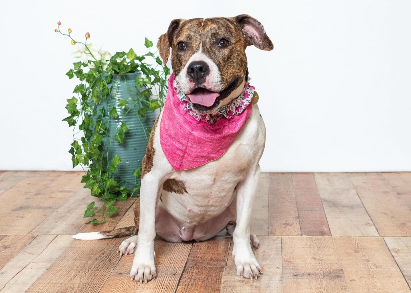 dog sitting down by a plant