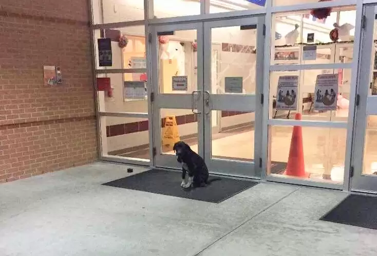 dog sitting in front of the door