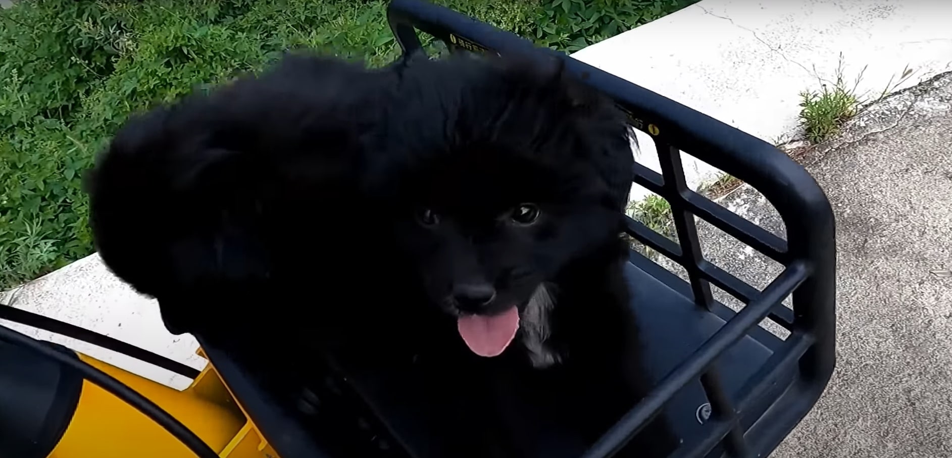 dog sitting in the back of mini car