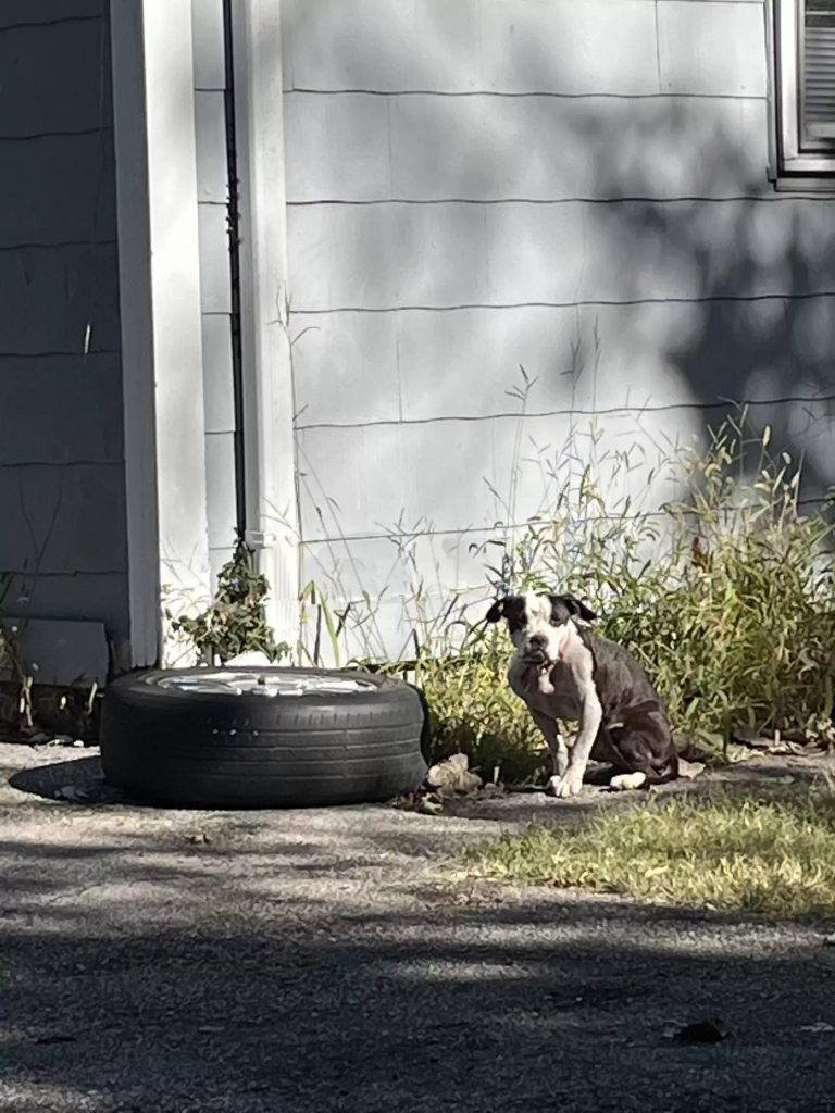 dog sitting next to tire