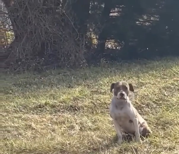 dog sitting on grass
