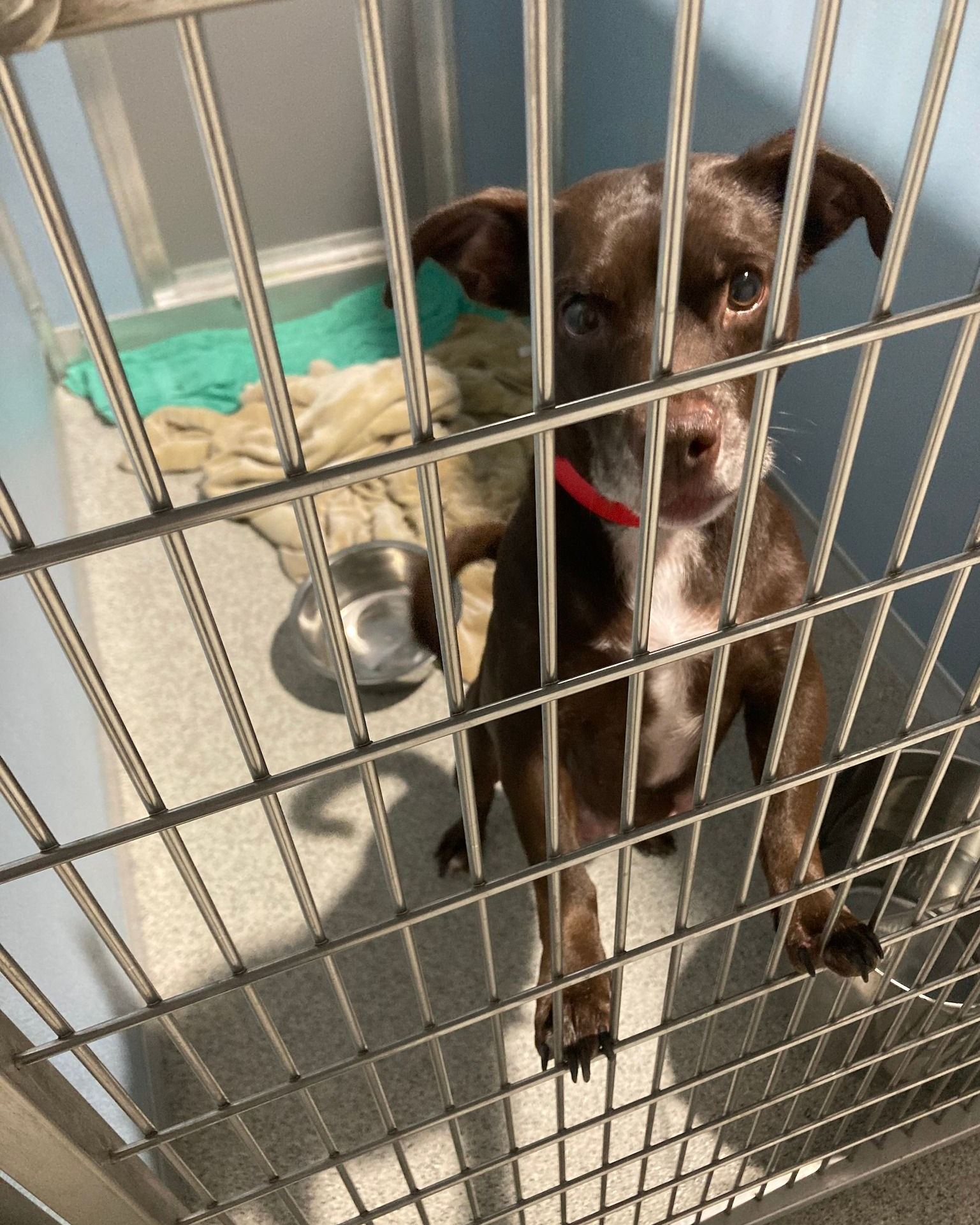 dog standing in a cage