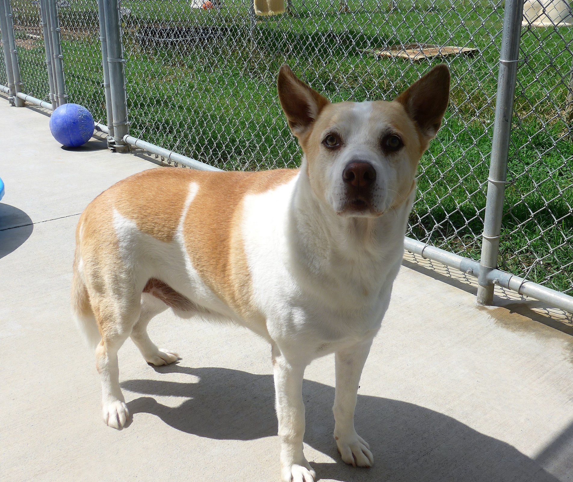 dog standing still outdoor