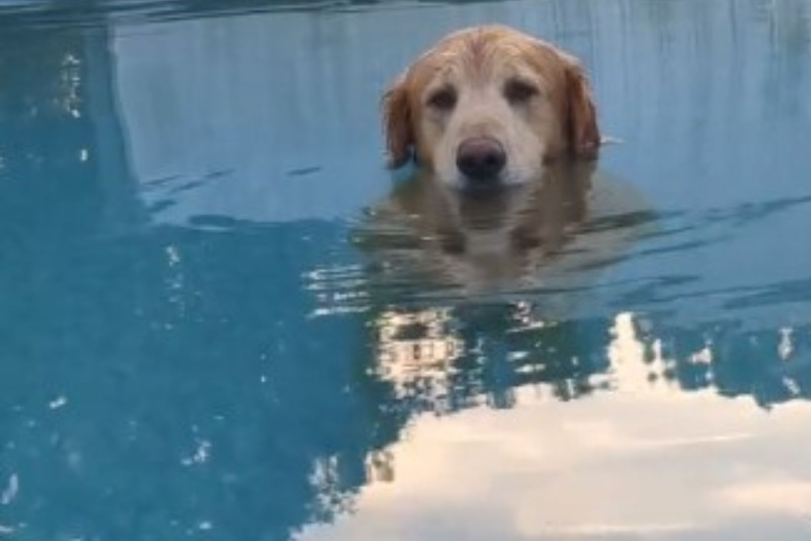 dog swimming in the pool