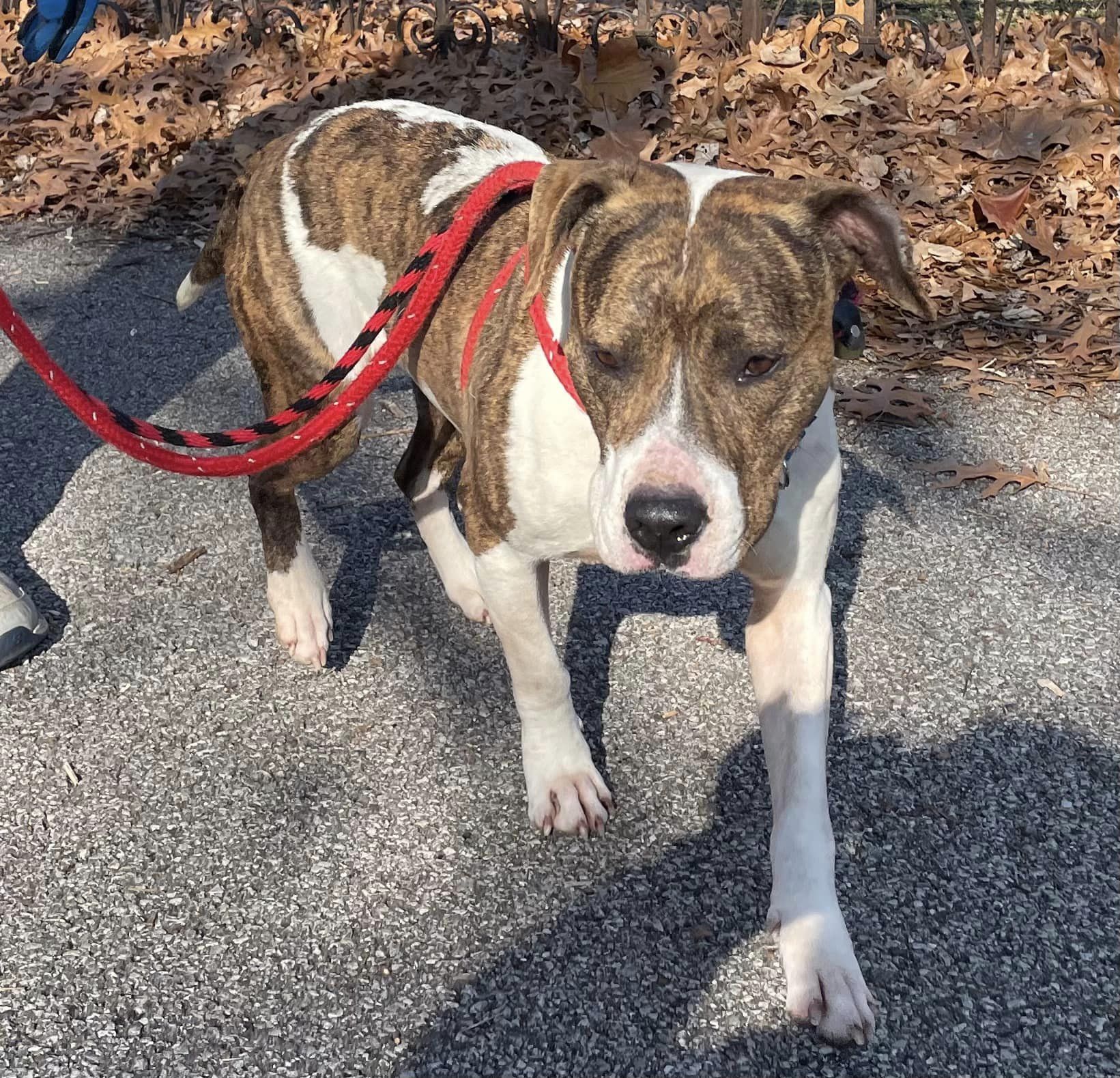 dog walking on a red leash