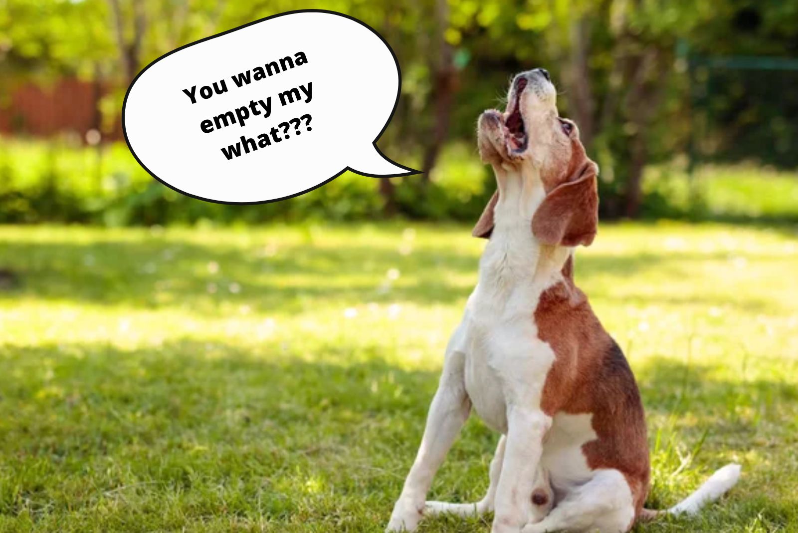 dog with bubble sitting